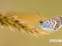 甘肅2020年幼師學校有哪些專業比較好