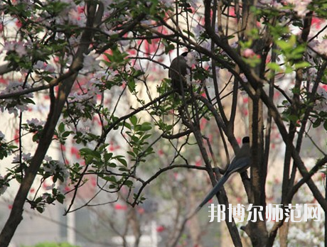 河南2020年幼師學校一般有哪些專業(yè)
