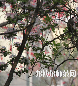 鄭州2020年有哪些幼師學校就業好
