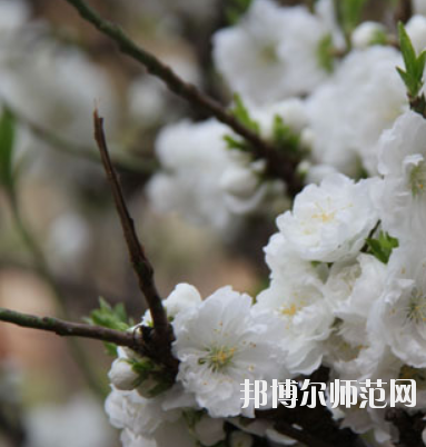 鄭州2020年什么幼師學校最好就業